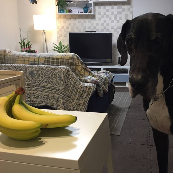 Eae92c6f ef96 41fd 86dc c6d9e0ebe4de