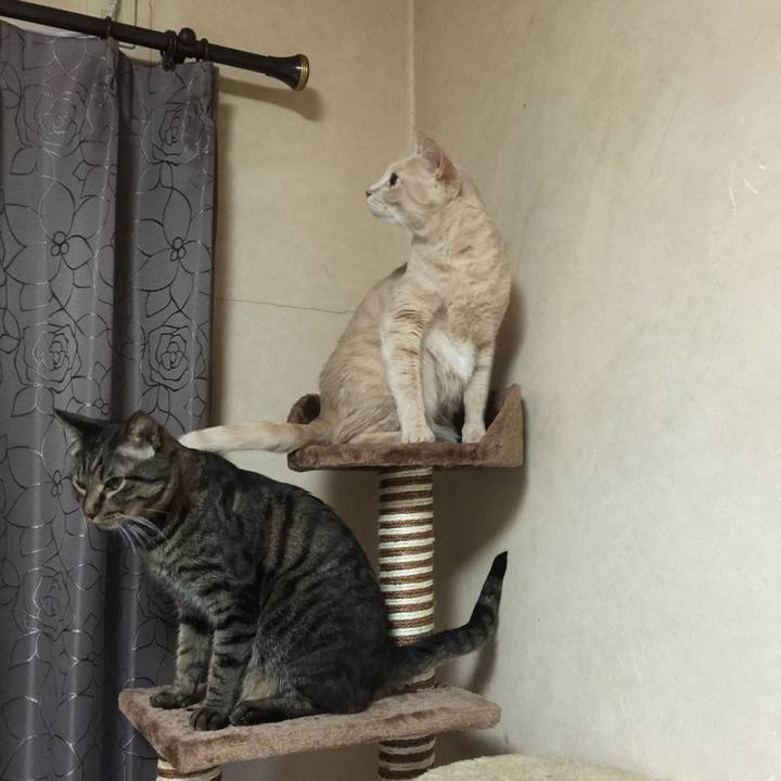 Eaf247cb ec35 4c9f a94e f4c29474b5cb