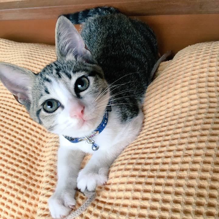 Eafa2ca4 b259 4860 987f 1d983b3cfec9