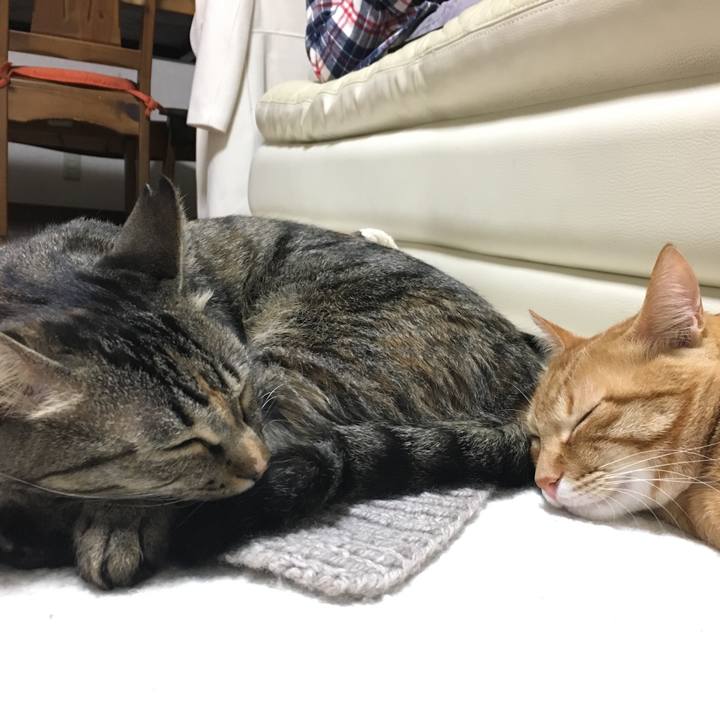 Eaff518f 2134 4f98 bc03 ab3223e73c2b