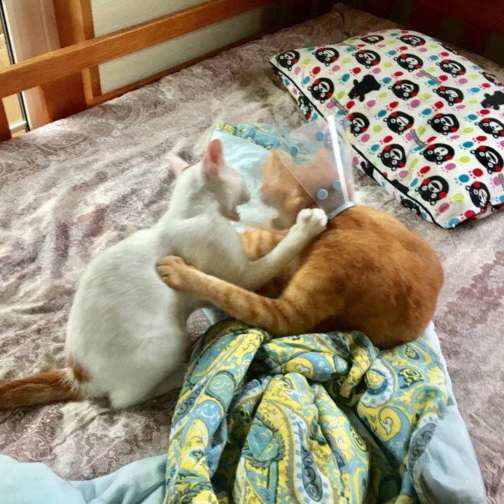 Eb09670a f864 4b55 98ce 4288bfa17fc4