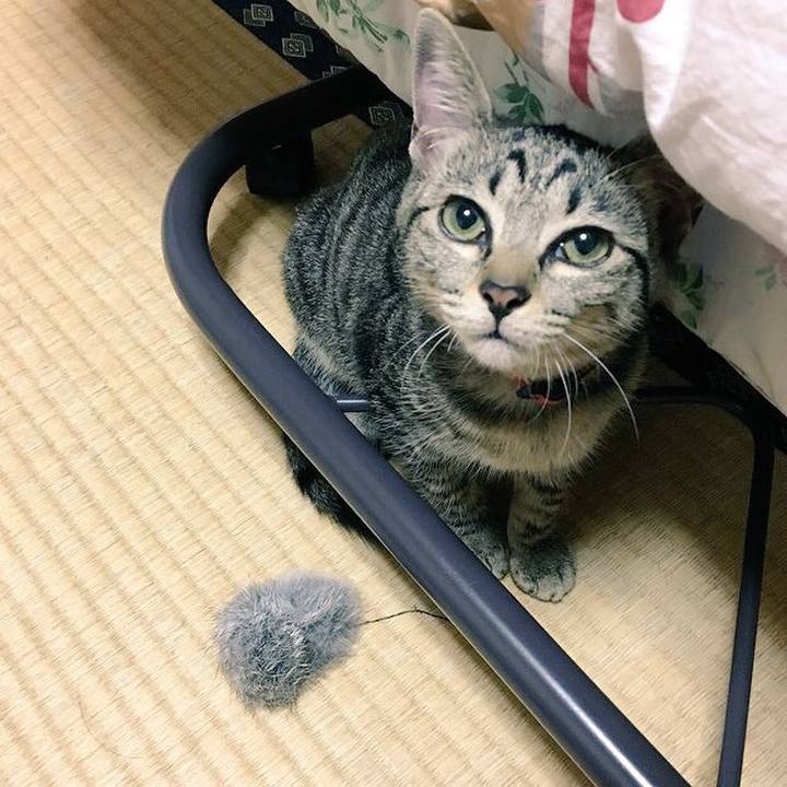 Eb0c21f8 ffb5 4ad3 9cbb 377beda7ee25