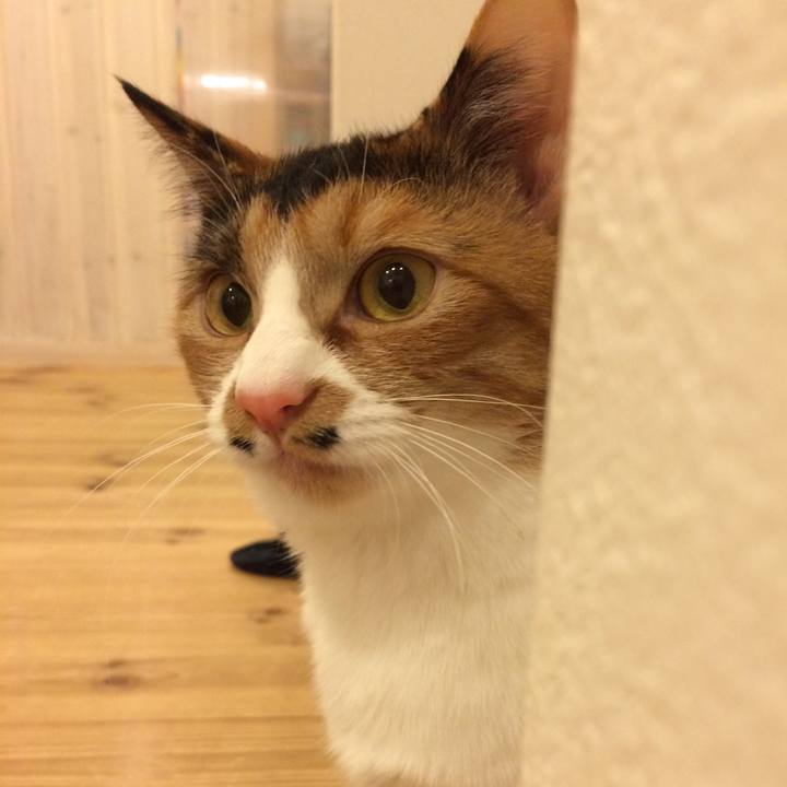 Eb0c3066 c7fa 496c 88f5 19bcee45054c