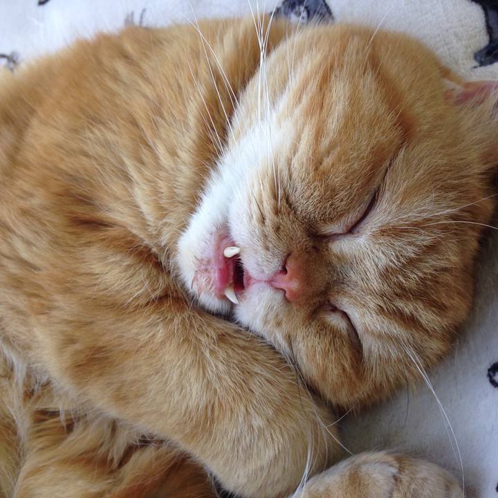 Eb1ce1aa cf31 4ace b280 fa4a4beca46c