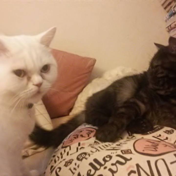 Eb25770d 96a6 4b94 a8c7 55184bb25d07