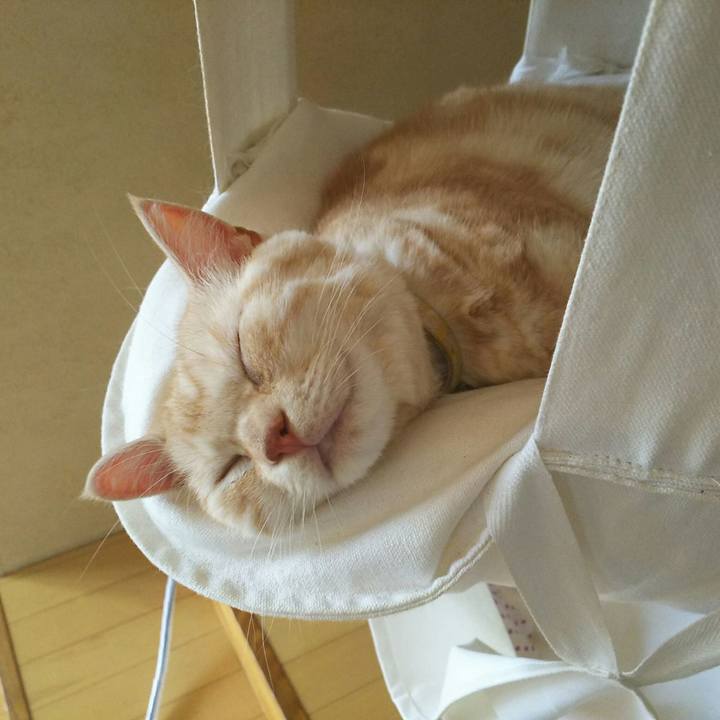 Eb34aa3a c4d0 4b86 b09b 2121a68d5391