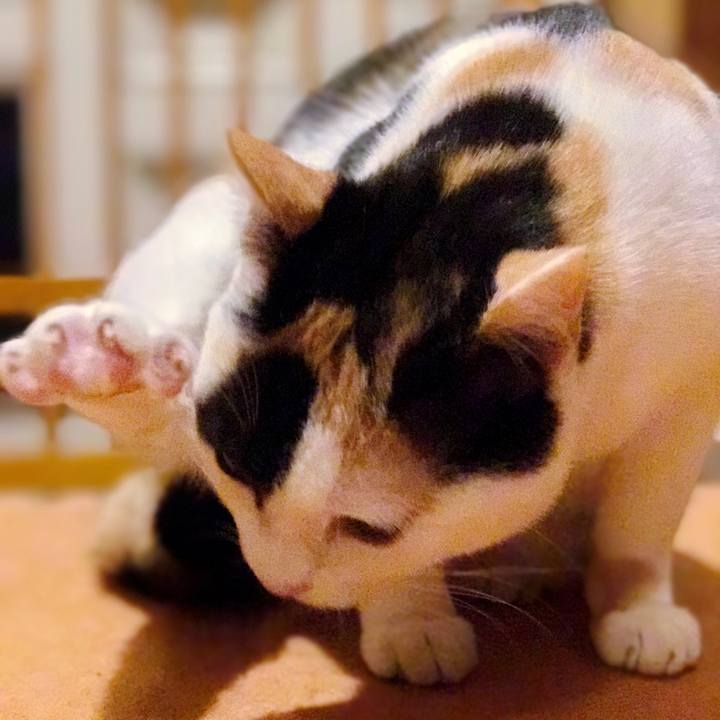 Eb3c2782 5abf 4708 a8d8 f2db19db64ac