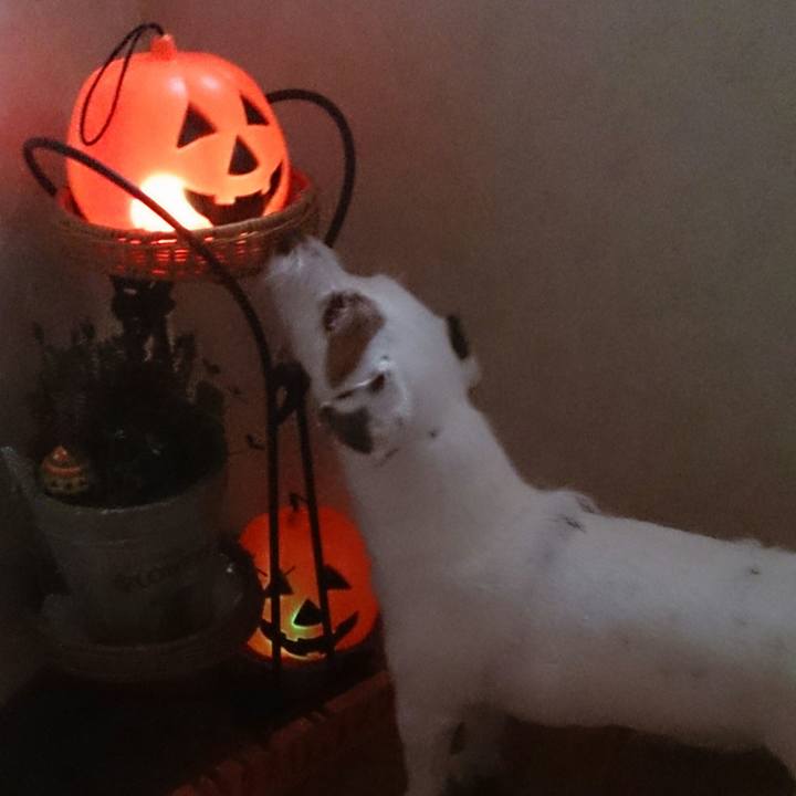 Eb3d9484 d8e1 455a 95b1 32d2e6d94546