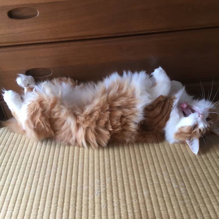 Eb4eaceb b6e0 4c2d 97ef e43344c45e65