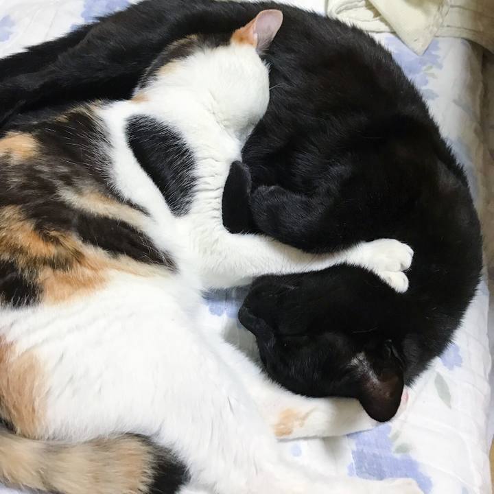 Eb6dd9b6 71ae 40dc 98d8 165a328d5245