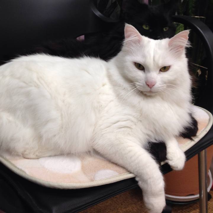 Eb8db43a c74c 4129 8549 2363a8054da3