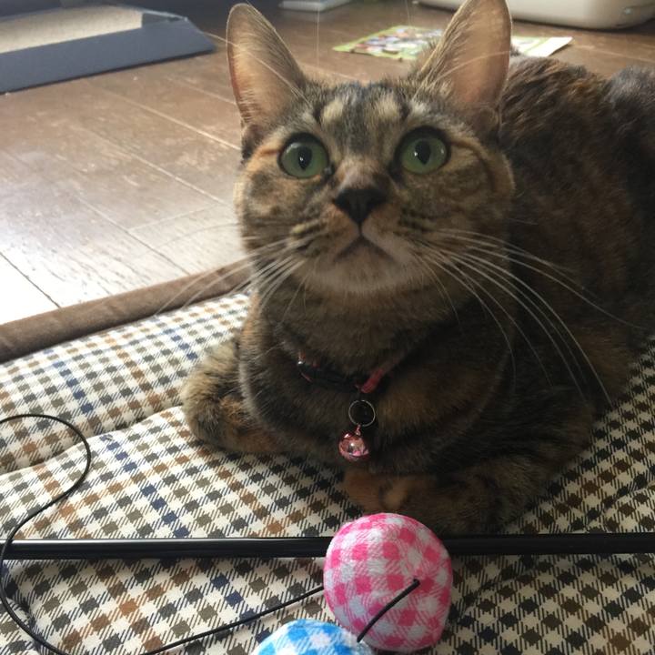 Eba8cc23 d8b6 4e90 990c dae0ff7d2e3f