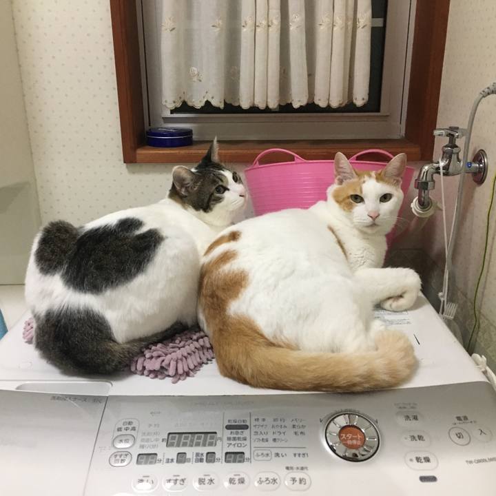 Ebb92c9f 9b57 4fd0 b72f 08c23c163ffe