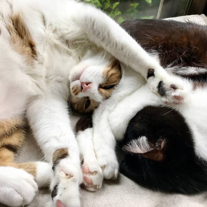 Ebc6acb8 cb6b 428f b420 7c57d26d8b4f