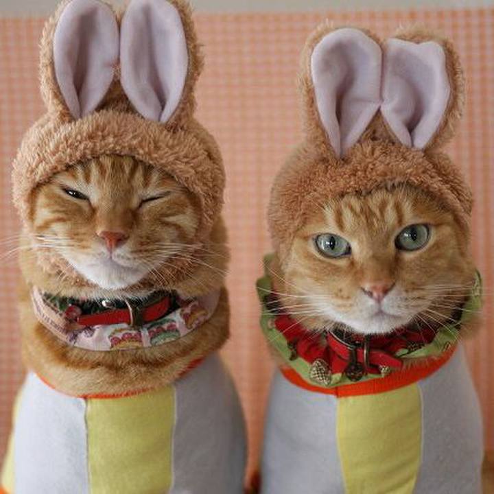 Ebcc65ad 734e 4d3b ba1f d8844b68952f