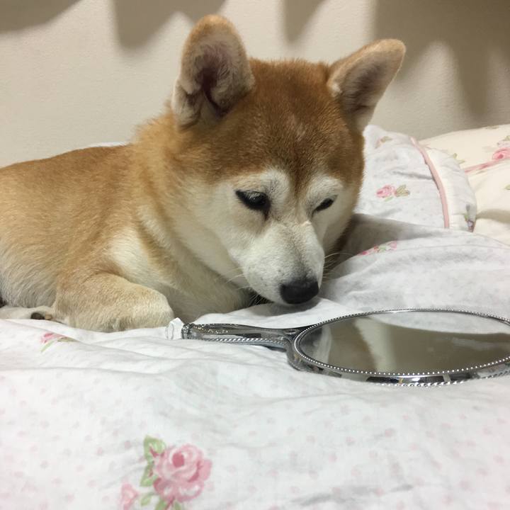 Ebda81a3 d8cd 4a11 a553 637dd5c83fce