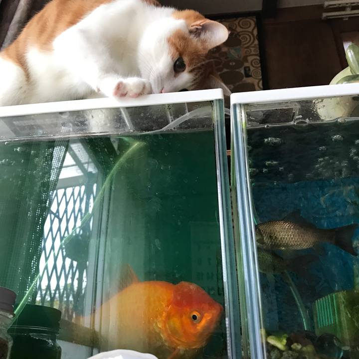 Ebea994a cb3f 4259 953e 26e77159550f