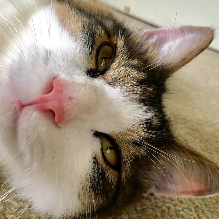 Ebf652fd d26b 4de6 96e3 377a3dbe7ad6