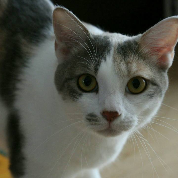 Ebfaefcc c487 4cc0 bf5b ed3dde10f8a1