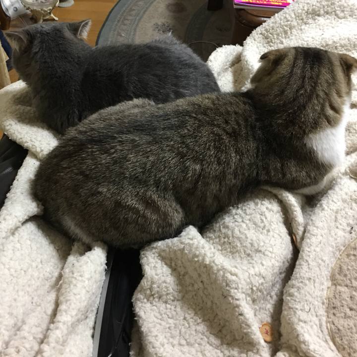 Ebfbfa72 584c 44fb ac2b a7dc56c33f03