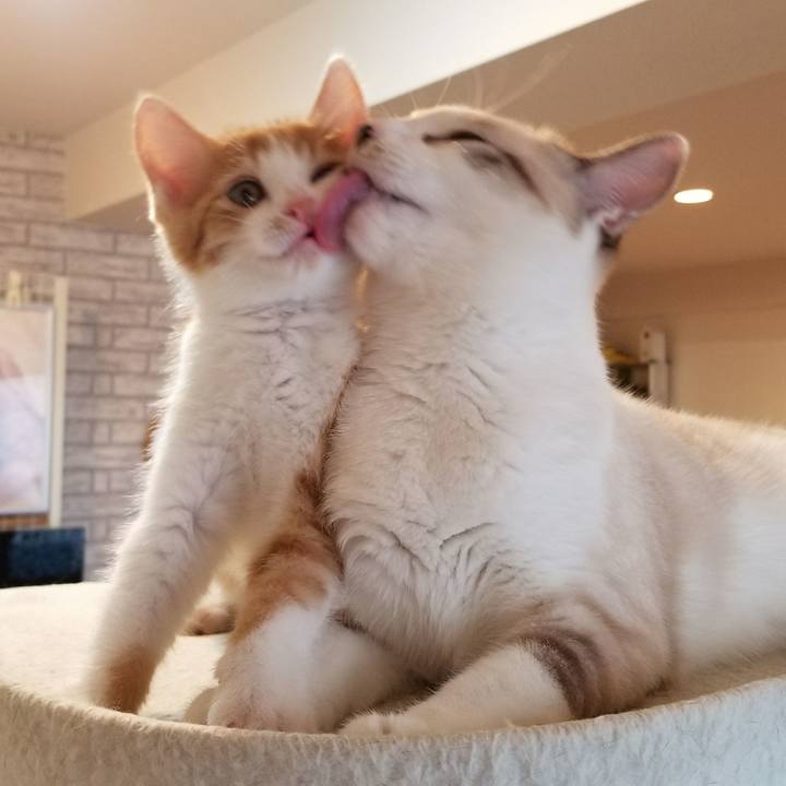 Ebfcb63a 3ffd 40e6 9ae2 31866cdc8645