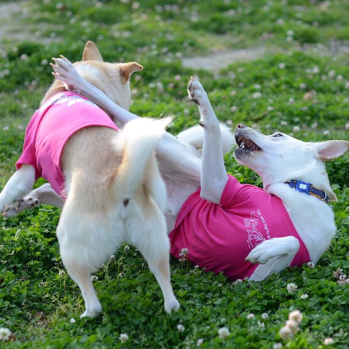 Ec0c61bc c408 4141 aebf 5a06c3afccdf