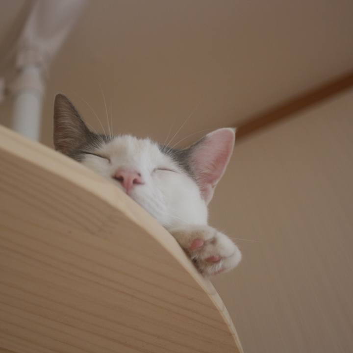 Ec0ca8f3 942a 4c41 bce4 48c69d7d9c14