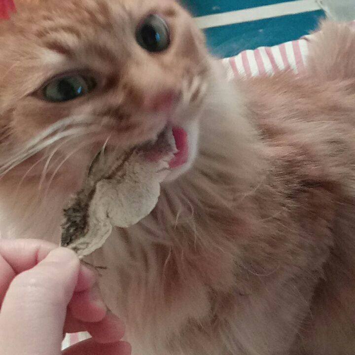 Ec1761a9 0b17 4250 90d5 3d748ffbb574