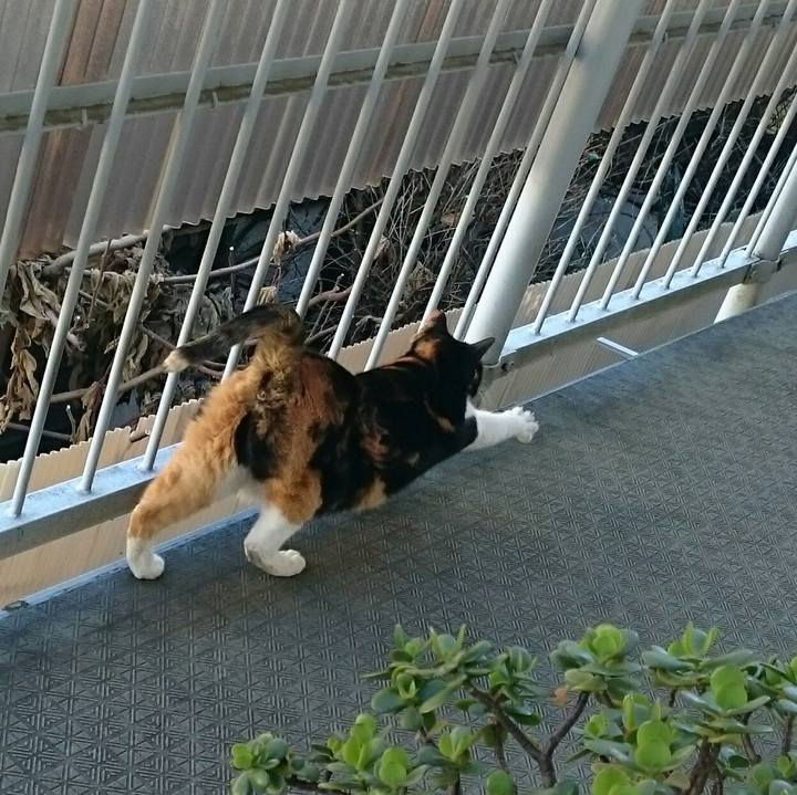 Ec1fc79d c0e5 4b5c 9b0d 3fcf752d627c