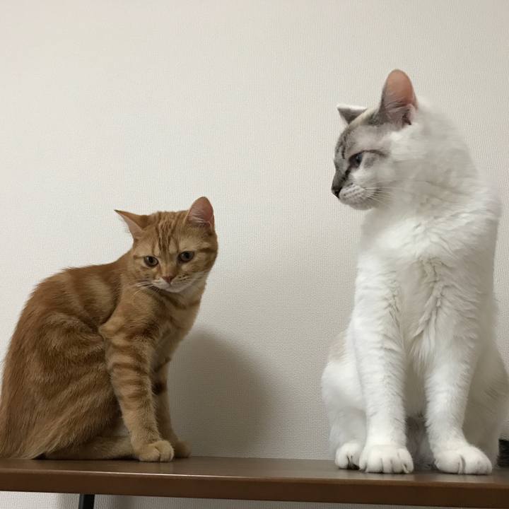 Ec1ffe01 f00d 498a 931e 2414d85350d4