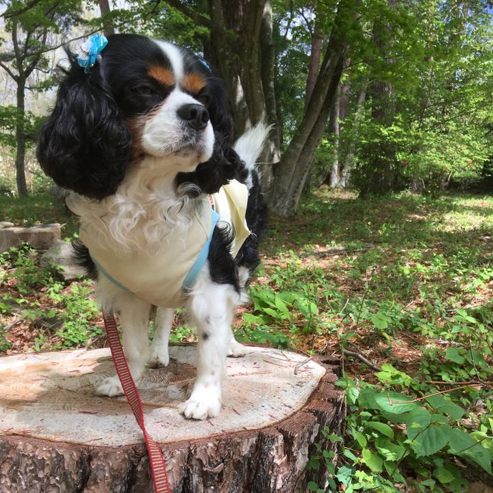 Ec235c06 7ac9 4fb0 8901 d54a6607ff2e