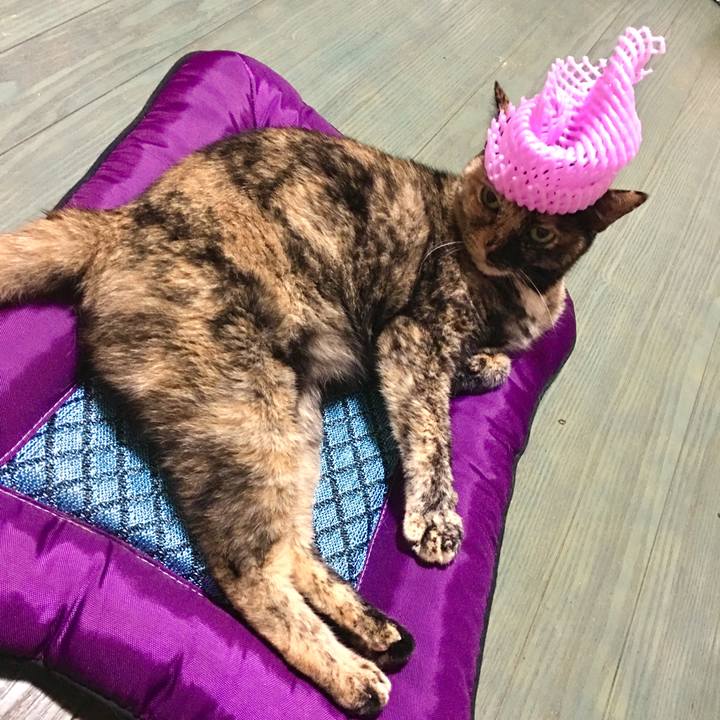 Ec243972 612f 4234 a0cf ee1c171bc74e