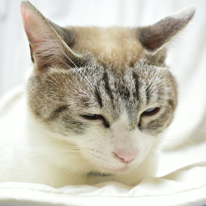 Ec4ca1fd 8536 4f69 9263 d678e4d11210