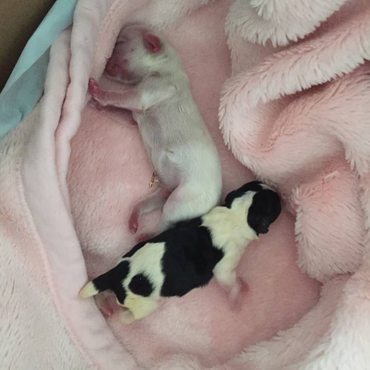 Ec618c00 382d 4eff ab8b fbe2467a14f3