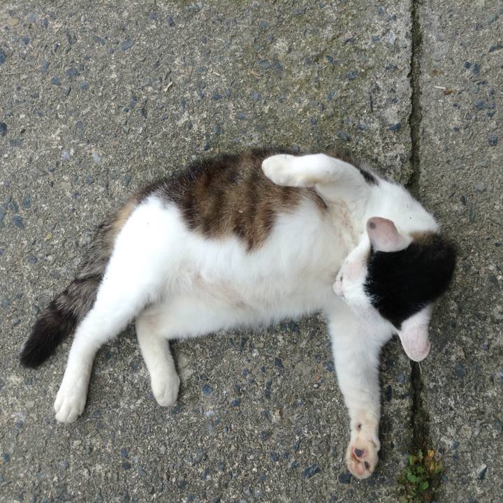 Ec63a0d0 69f8 4291 a5c7 756c186558c1