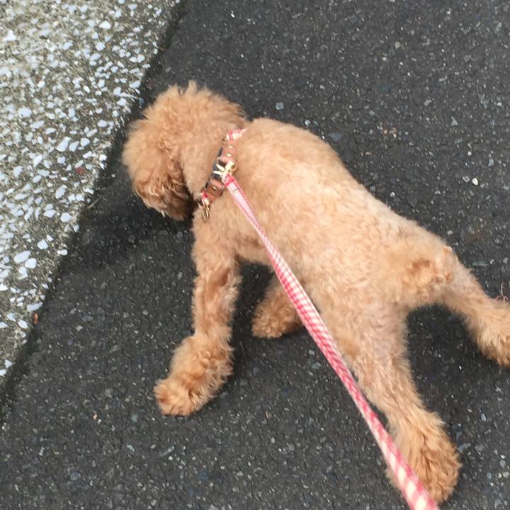 Ec696807 c4de 4065 8e73 a691d1803414