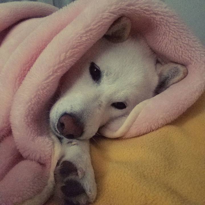 Ec69990d 92c5 4c48 8ab9 f5d20e04f636