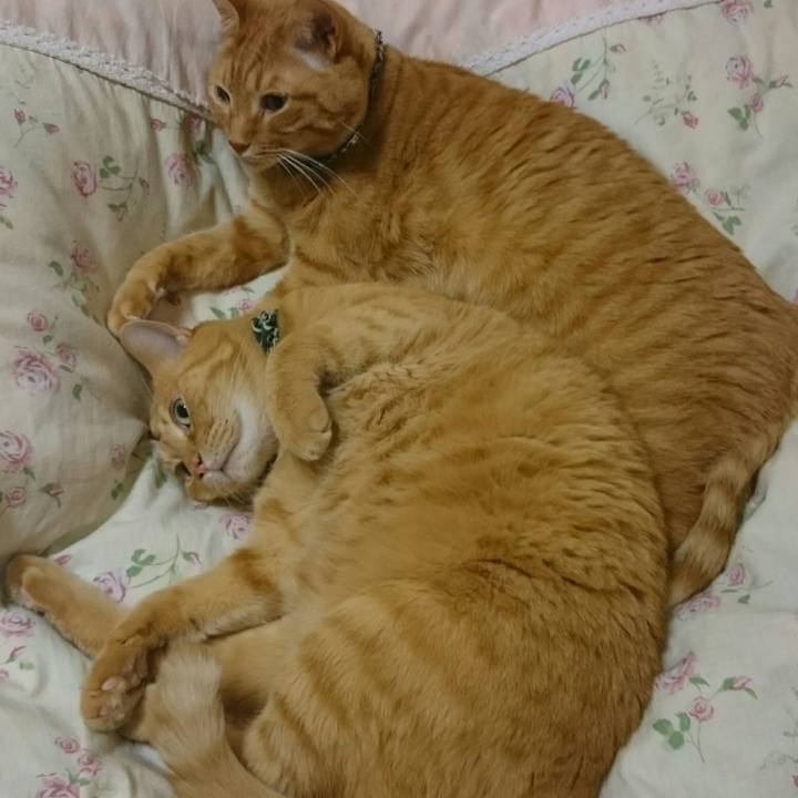 Ec83b9da 5308 4a49 ae26 1dbc0a6d9c5f