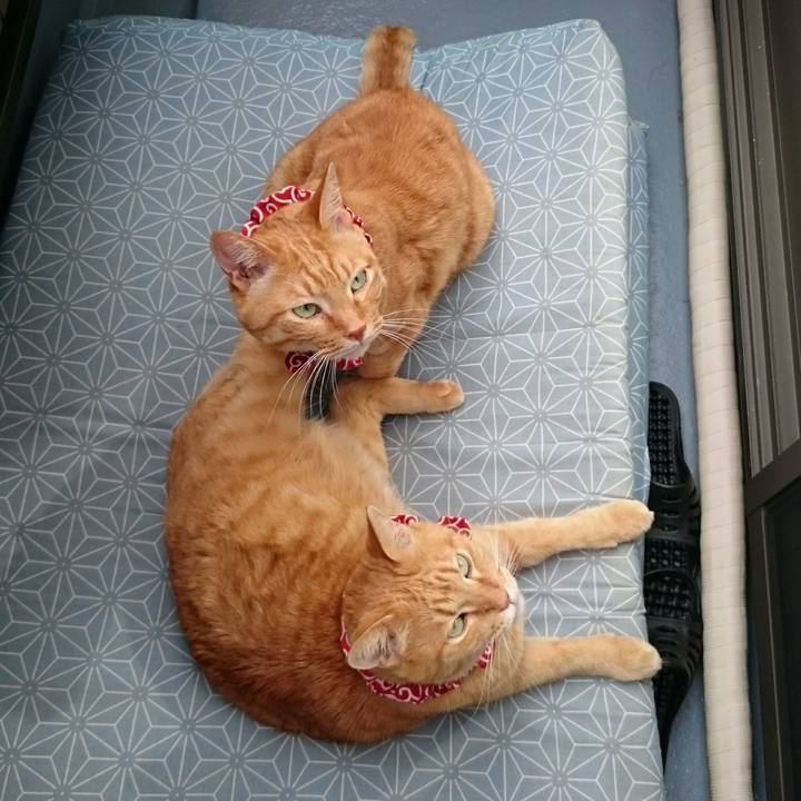 Ec8be43b 0621 4893 83ff 7574587bd164