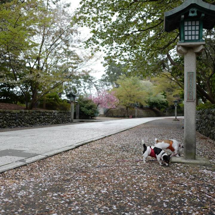 Ecaba7f2 7b50 4ed0 8cc3 70490b0ff025