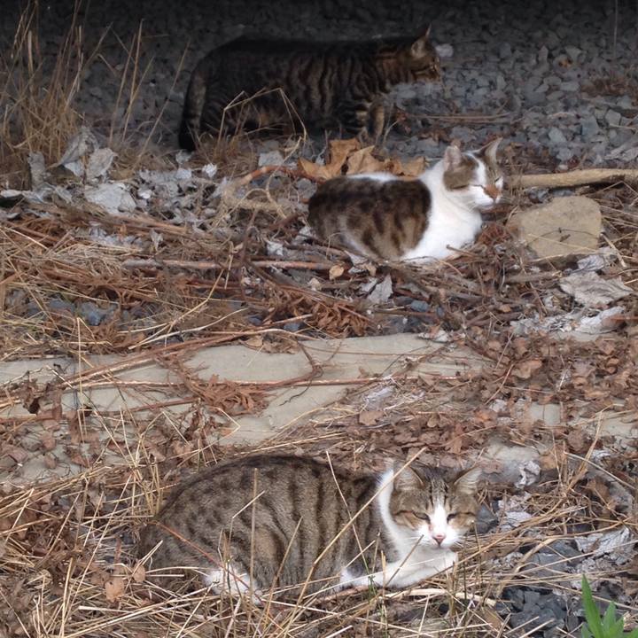 Ecac6084 c018 4f4d 93f7 85c1ba599f83