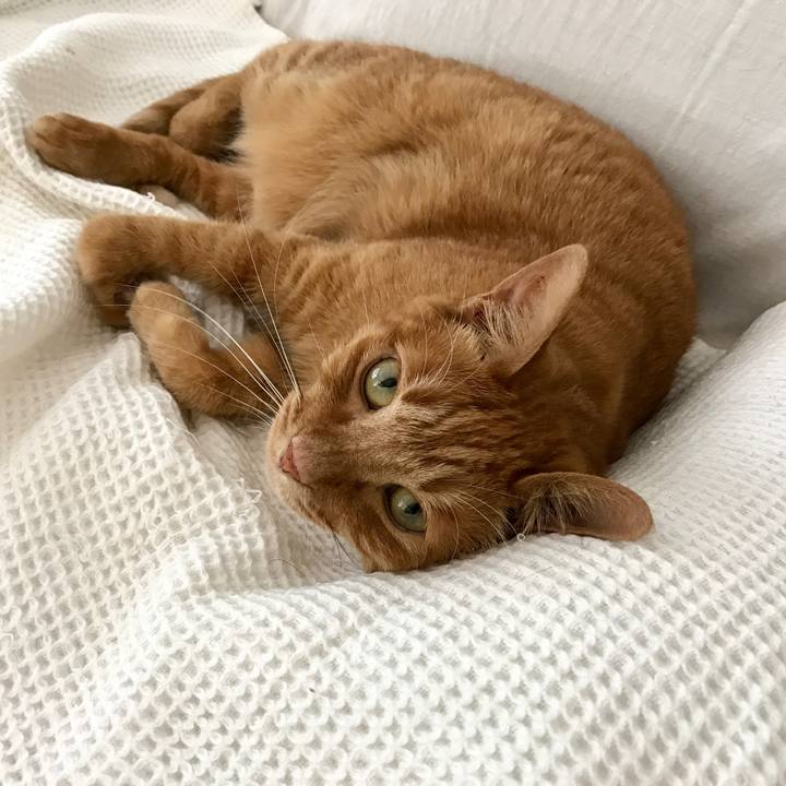 Ecae530a c8dc 438f 8e0a 293b4d561a19