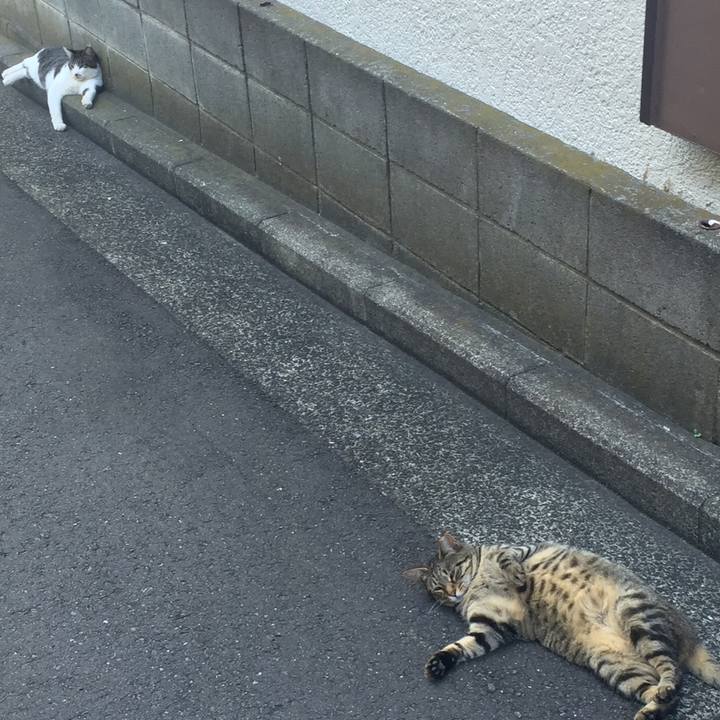 Ecb09d2d cc98 420a bace 6b9ff428d5d2