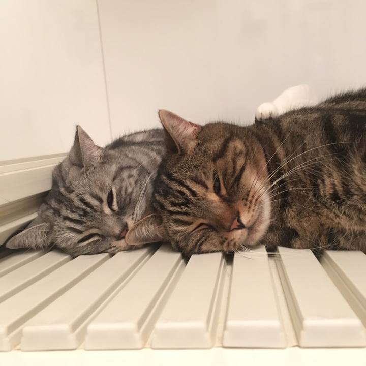 Ecbfe5c5 e8eb 4e96 be86 e0149d130ef9