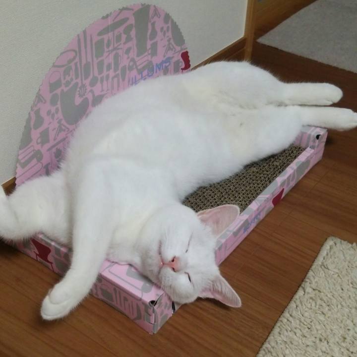 Ecc99f51 8838 4c5e a51e c47fa5c067cc