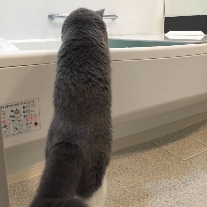 Ecdbc453 d735 4240 939f 9c2b73886079