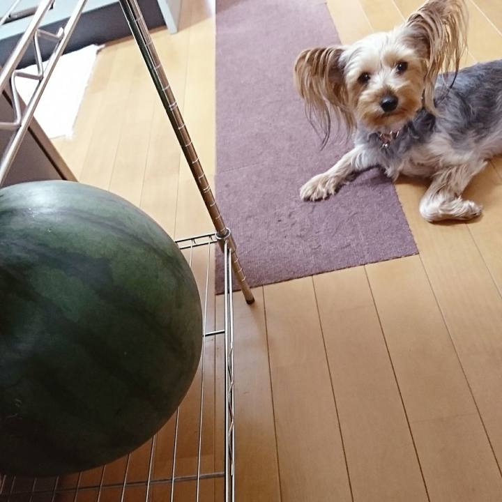 Ecdd8511 0d17 4efc 8383 fc3d10c032b3