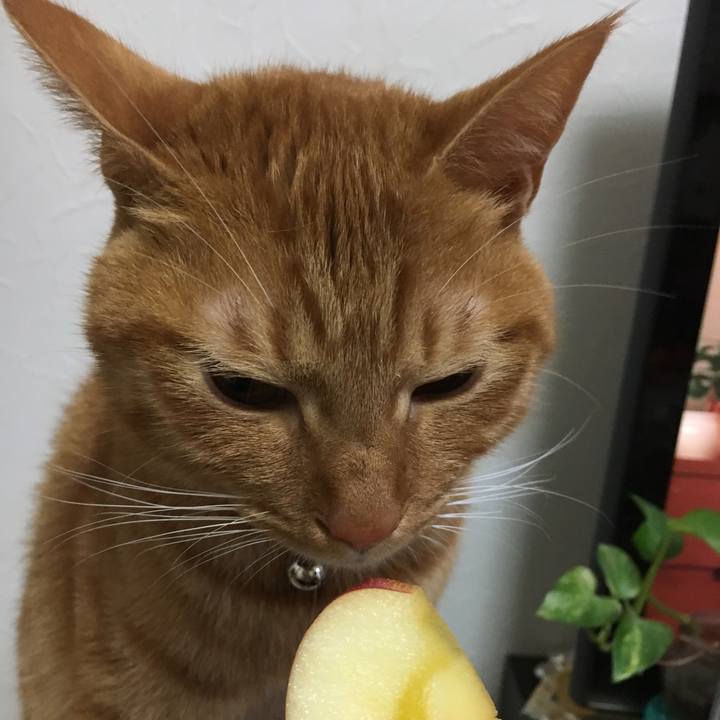 Ece06c0f 35fc 4ed5 a1d5 b5660a0d4245