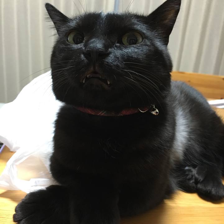 Ece3b9cc 80fd 4bcc b4d4 9cdf0778fc21