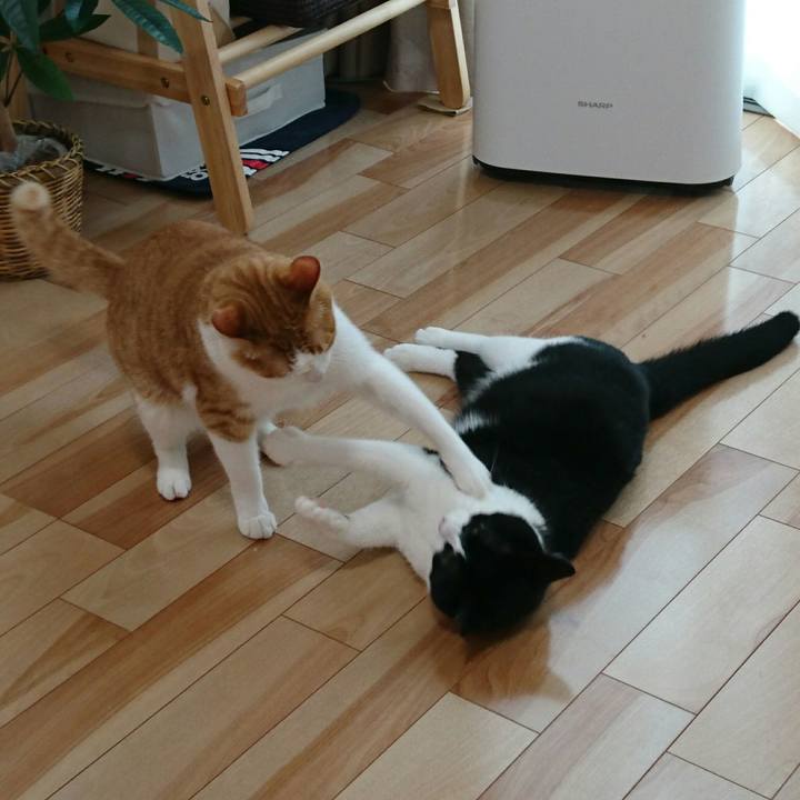 Ece53a95 d31e 4776 bbb2 ab1685175a85